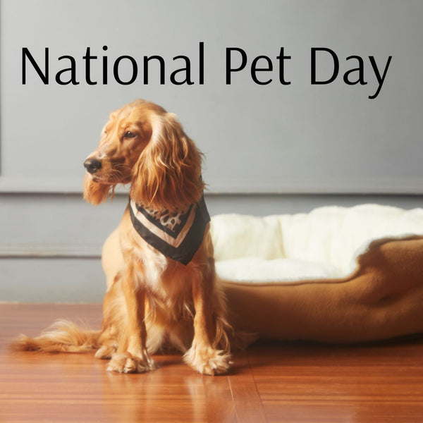 Dropship 28 National Pet Day Presents for Pets and Pet Owners (2026)