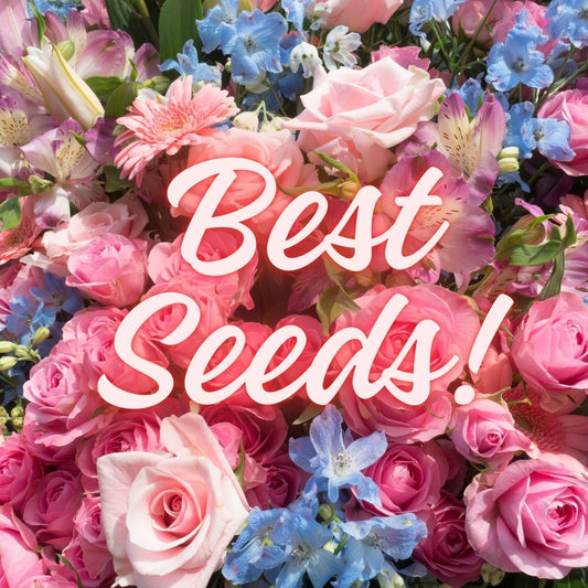 10 Blooming Brilliant Flower Seeds