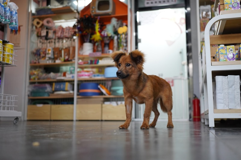 Small brown dog standing on a store floor with shelves and products in the background